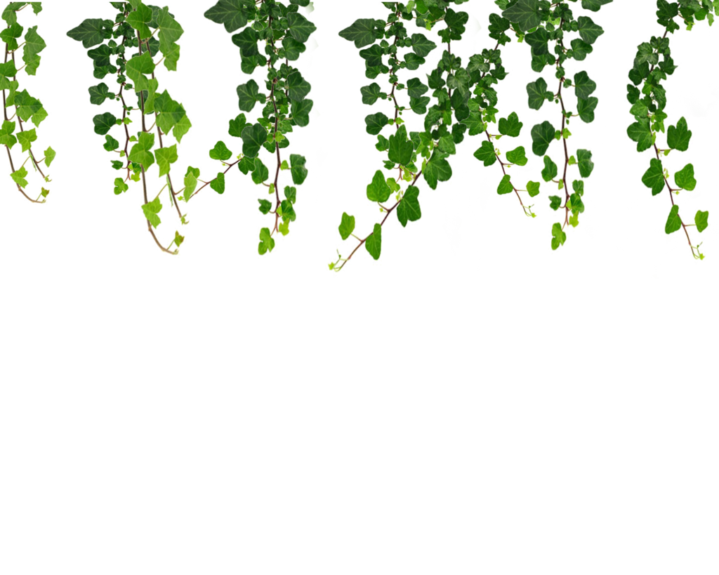 Hanging Vines Png By Moonglowlilly On Deviantart