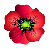 Red Poppy Isolated Stock   