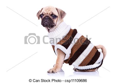 Stock Photo   Little Mops Puppy Wearing Clothes   Stock Image Images    