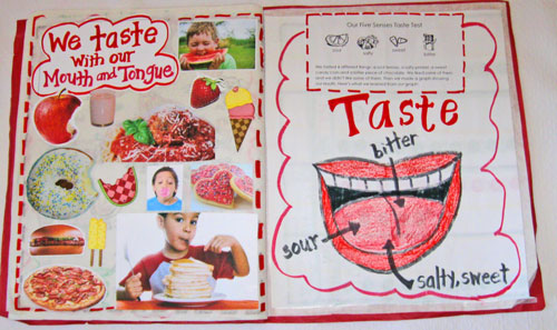 This Page Is A Fold Out Page And Is A Graph Of Our Five Senses Taste    