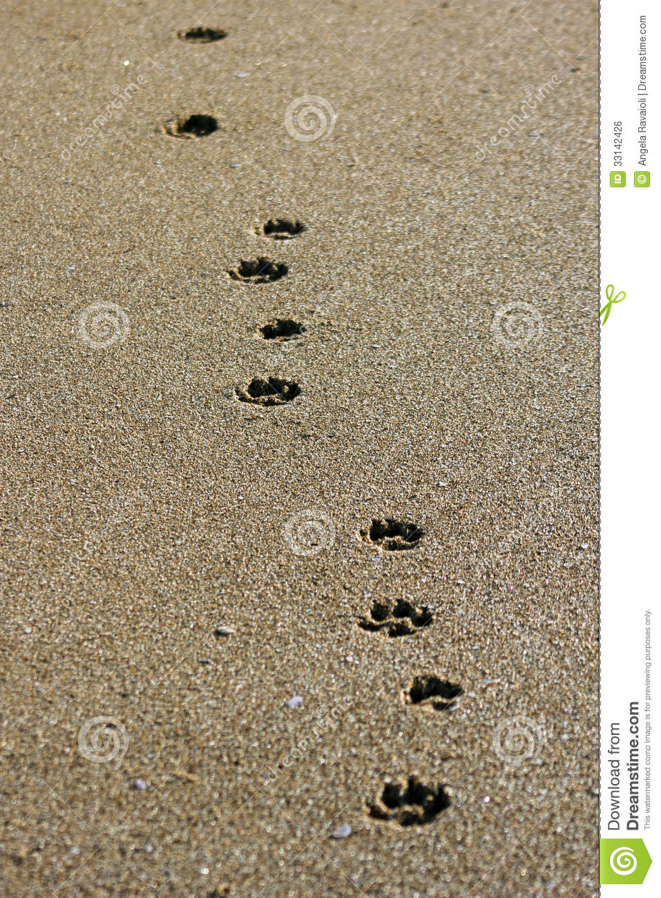 Dog Footprints Royalty Free Stock Image   Image  33142426