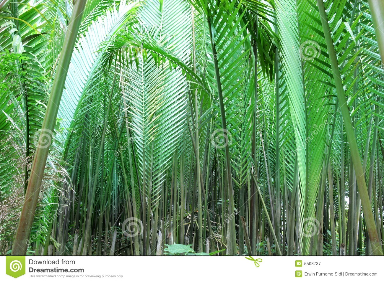 Nipah Palm Tree Or Leaf Royalty Free Stock Photography   Image    