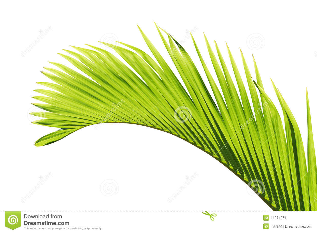 This Is A Beautiful Green Palm Tree Leaf On White Background 