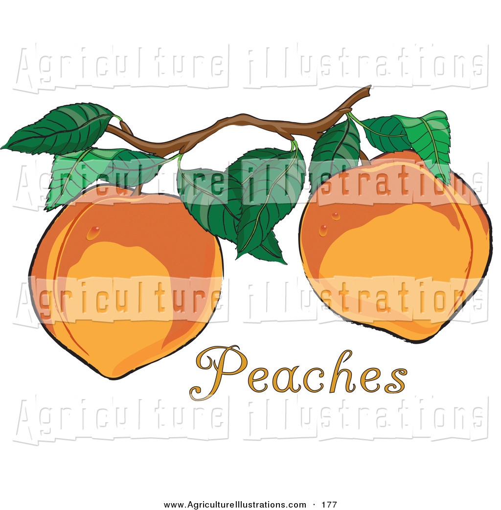 Agriculture Clipart Of A Two Fresh And Organic Delicious Peaches