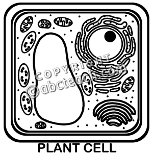 Clip Art  Cells  Plant Unlabeled B W   Preview 1
