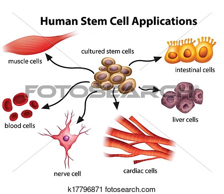 Clipart Of Human Stem Cell Applications K17796871   Search Clip Art    