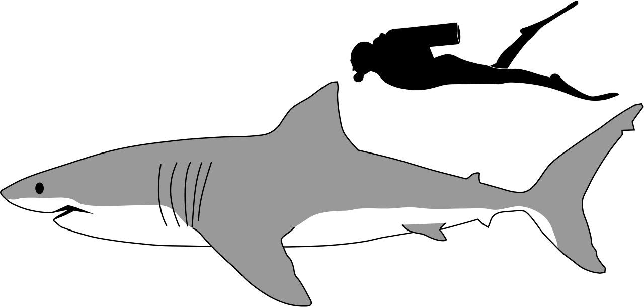 Great White Shark Drawing 1280px Great White Shark Size Comparison Svg    