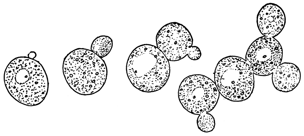 Growing Yeast Cells   Clipart Etc