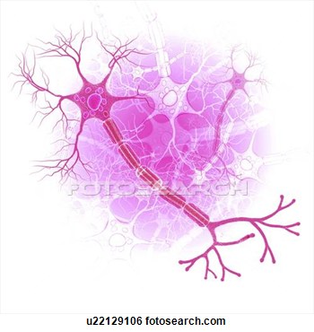 Illustration Of Human Nerve Cell Artwork U22129106   Search Clip Art
