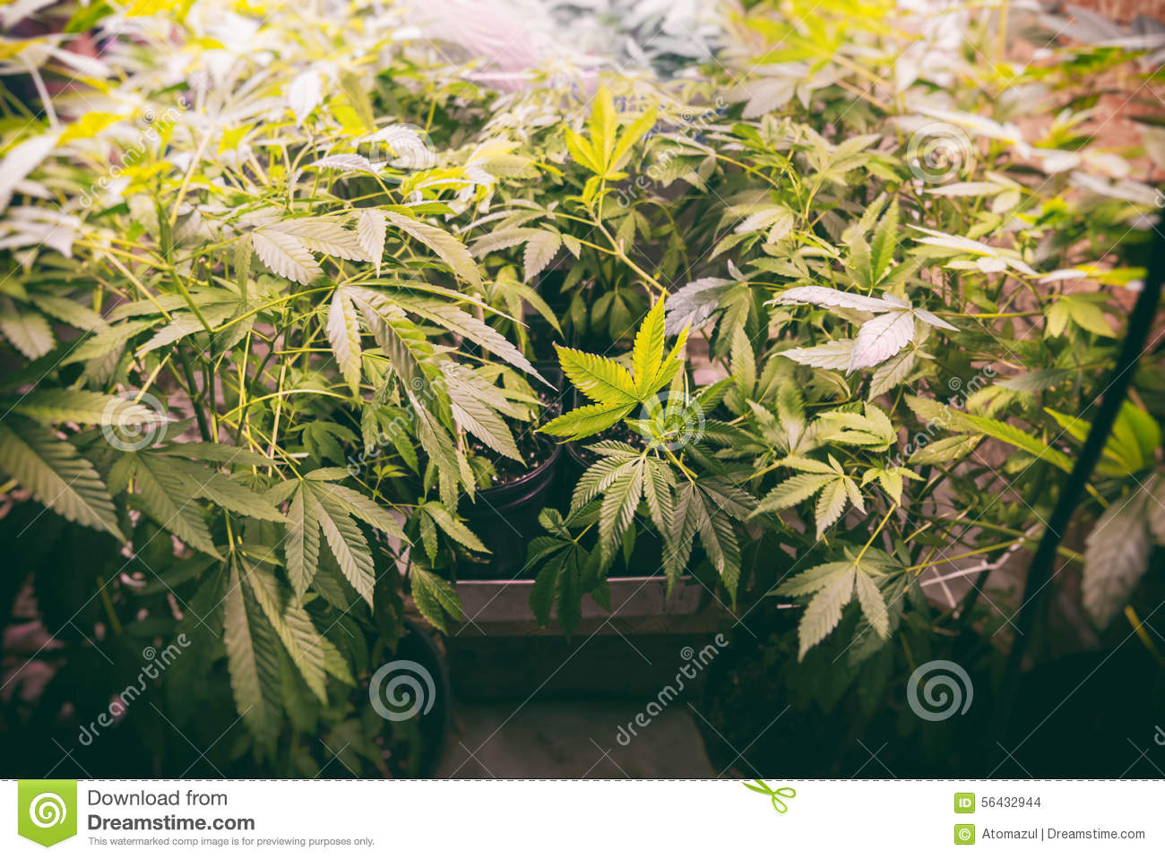 Marijuana Plants Growing Under Artificial Lights In A Grow Op 