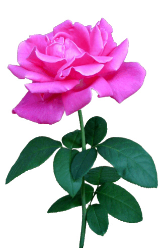 Pink Rose On Stem Clipart Lge 13 Cm   Flickr   Photo Sharing 