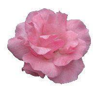 Rose Clipart Pink Rose Head Gif