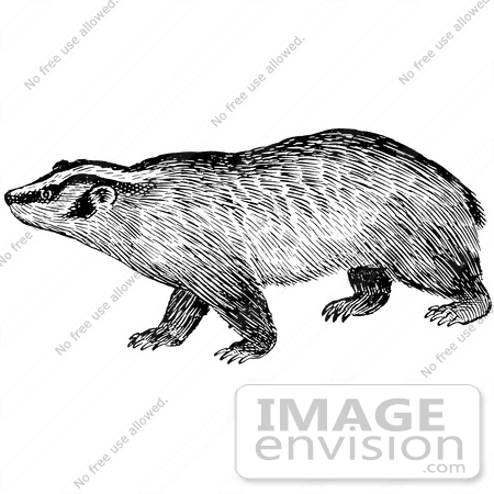 Badger Clip Art Black And White  61547 Clipart Of A Badger In