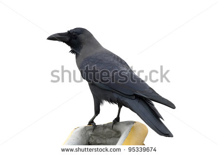 Black Crow Stock Photos Images   Pictures   Shutterstock