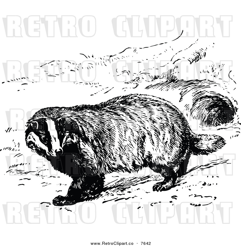 Vector Clipart Of A Retro Black And White Common Badger By Prawny