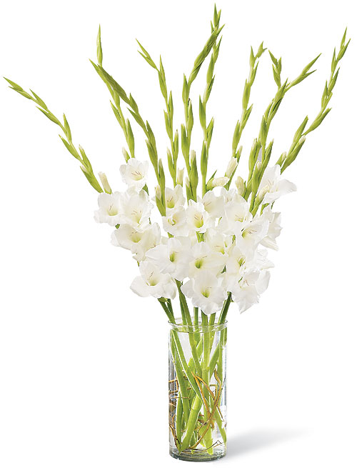 White Gladiolus Flowers Ten Pure White Gladiolus Are