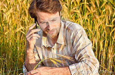 Farmer Control Wheat Field While Talking On Mobile Phone Royalty Free    