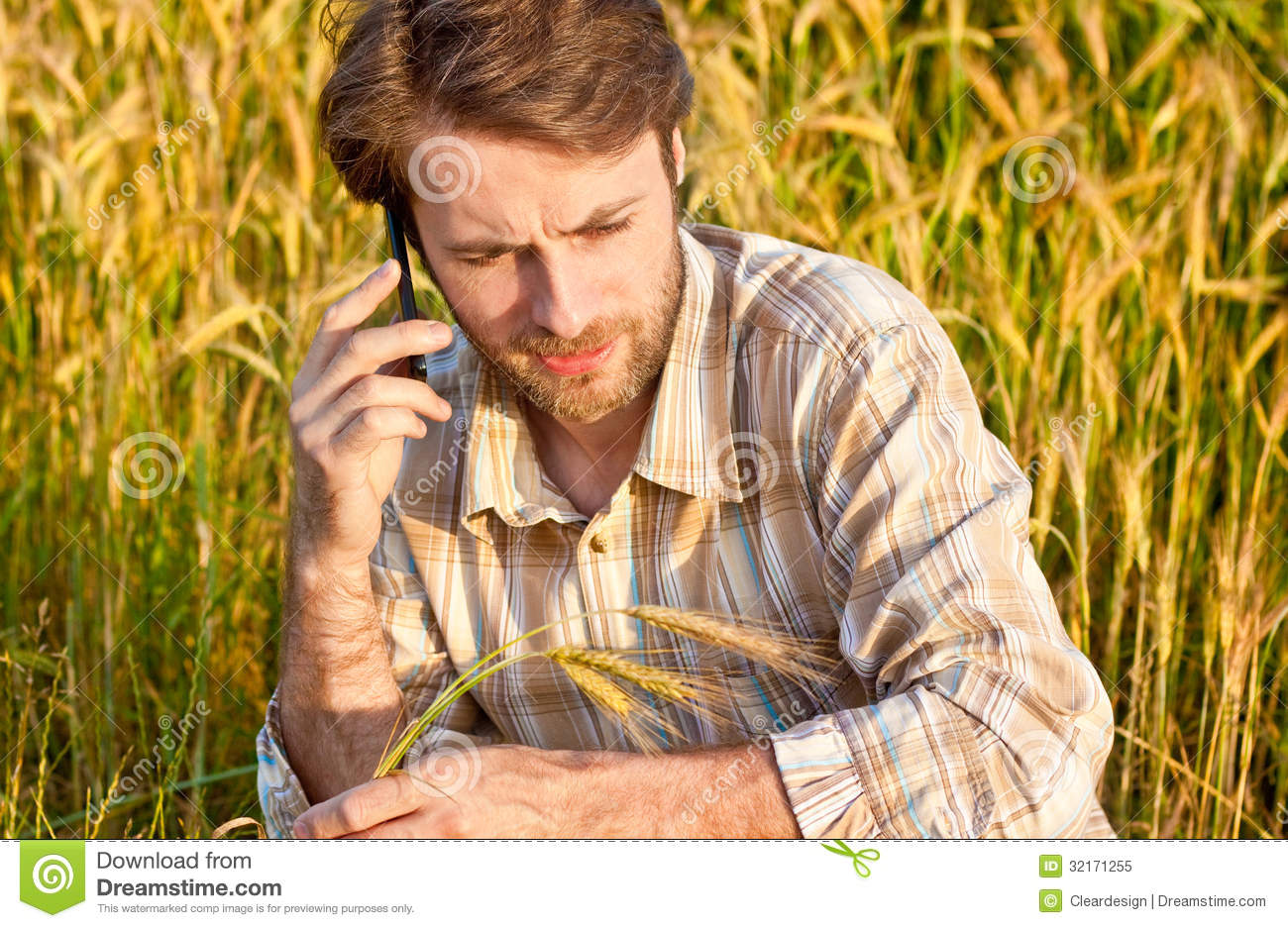 Farmer Control Wheat Field While Talking On Mobile Phone Royalty Free    