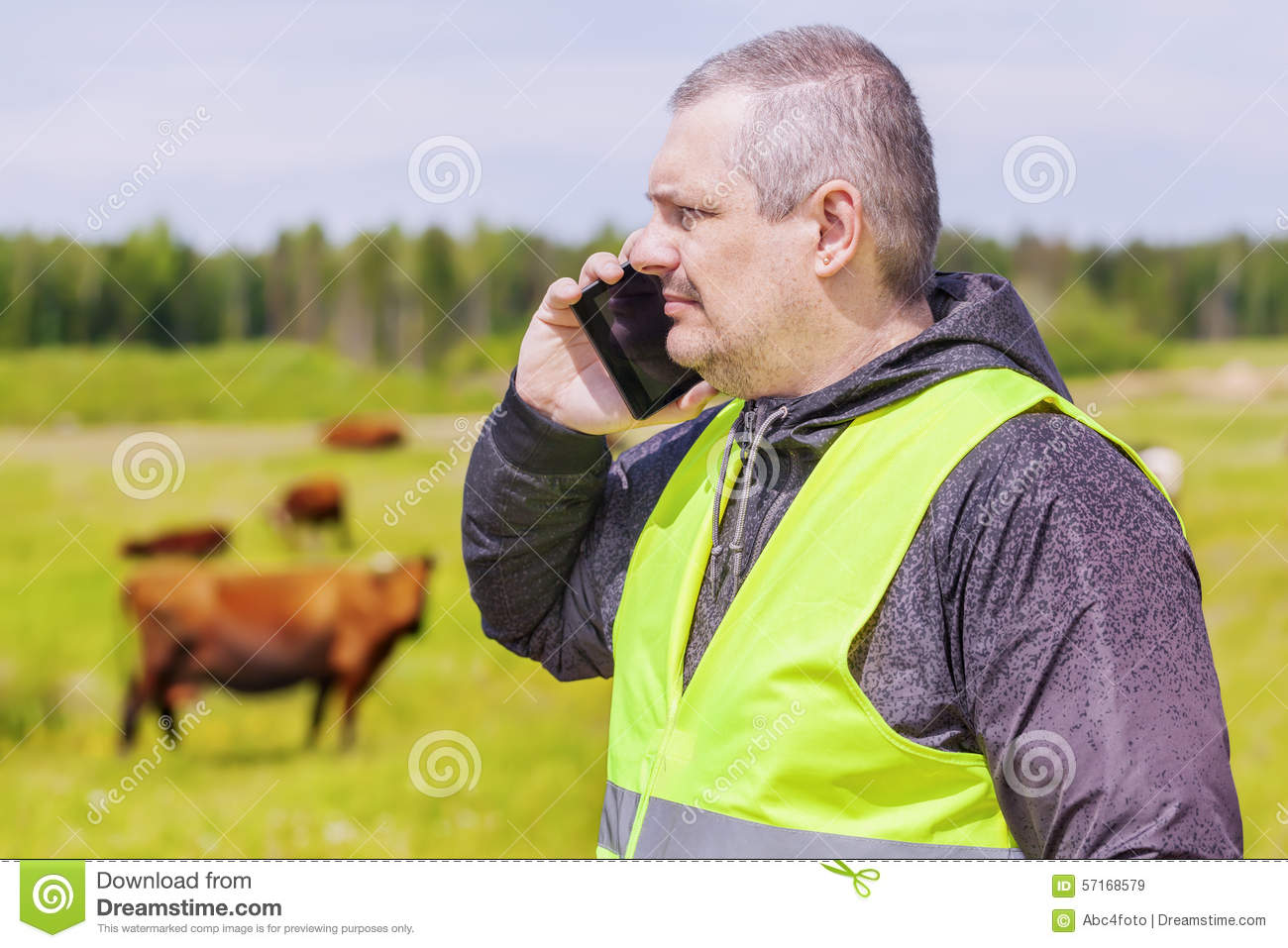 Farmer Talking On Cell Phone Near Cows At Pasture Stock Photo   Image    