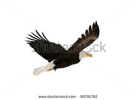 Soaring Bald Eagle   Haliaeetus Leucocephalus   Isolated On The White