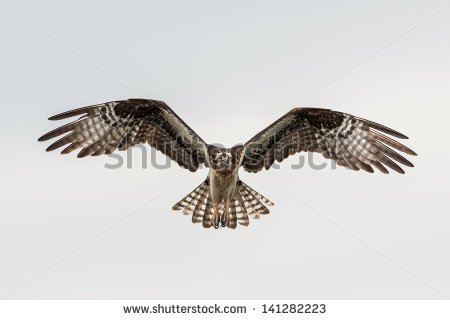 Soaring Hawk Clip Art Soaring Osprey   Stock Photo