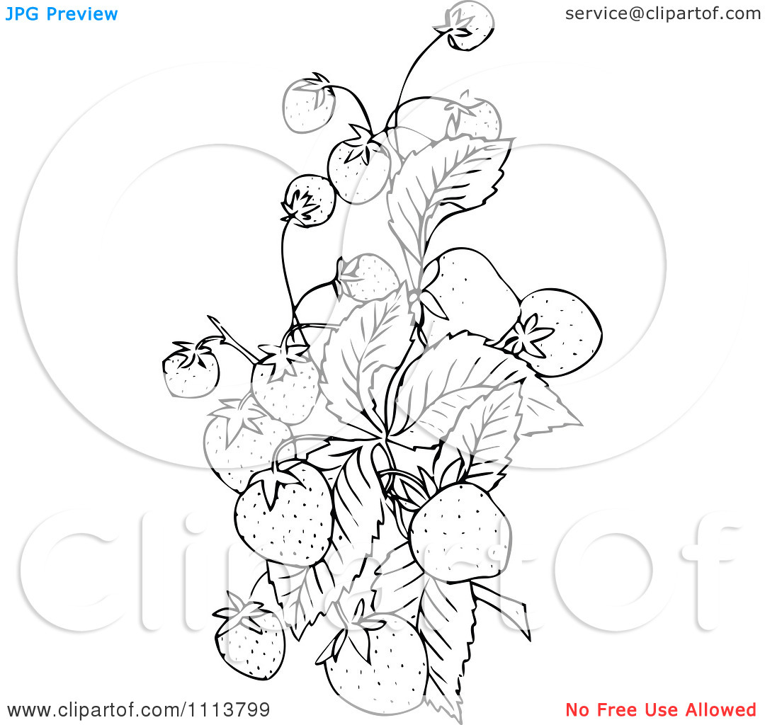 free strawberry clipart black and white - photo #39