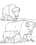 Wild Animal Coloring Pages   Wild Animals Coloring Pages And Activity