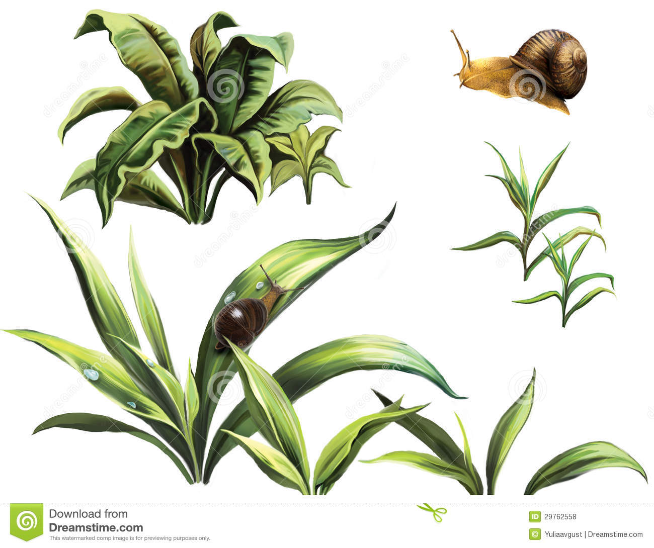 Wild Plants And Snails Isolated Realistic Illustration On White