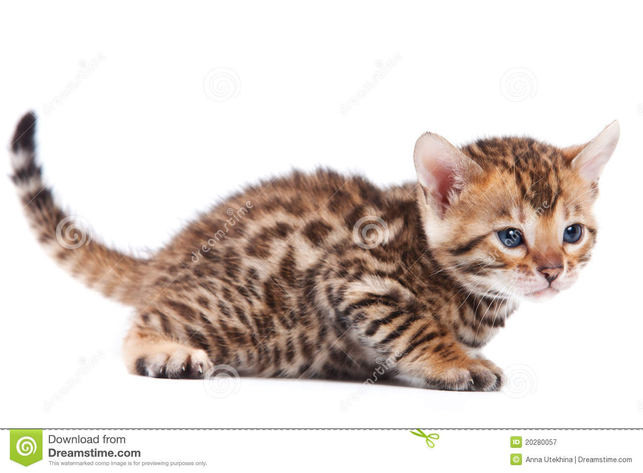 Bengal Cat Royalty Free Stock Photography   Image  20280057