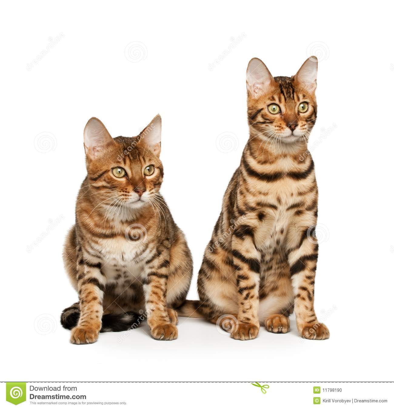 Bengal Cats Stock Photo   Image  11798190