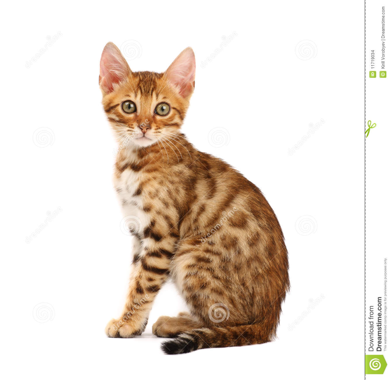 Bengal Kitten Stock Images   Image  11719034