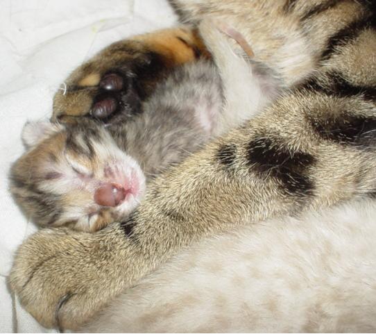 Bengal Kittens For Sale