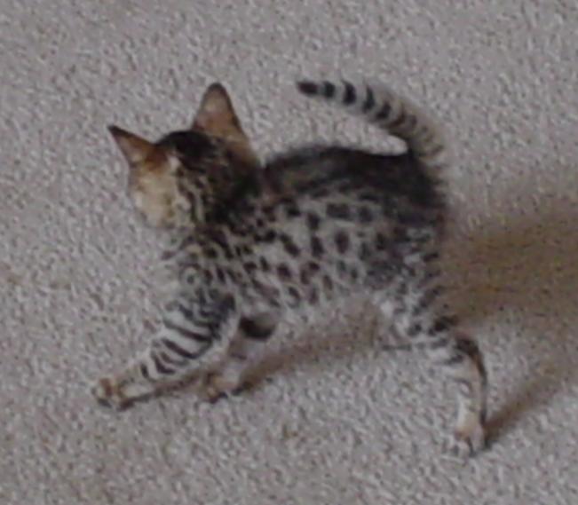 Bengals Are Very Energetic  Sold In Pairs This Will Benefit You And