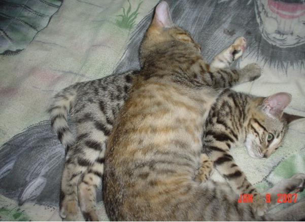 Bengals Are Very Energetic  Sold In Pairs This Will Benefit You And    