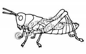 Clip Art  Insects  Grasshopper