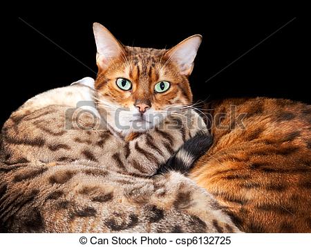 Cuddling Bengal Cats Embrace And Look Towards The Viewer With A Black