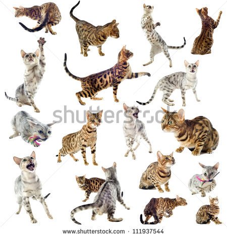 Group Of Purebred Bengal Cats On A White Background   Stock Photo