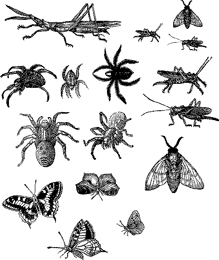 Insect Clipart Black And White Image Bugs Png