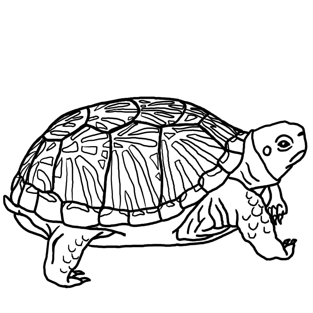 Turtle Clip Art Black And White   Clipart Panda   Free Clipart Images