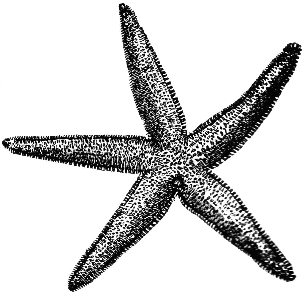 Common Starfish   Clipart Etc