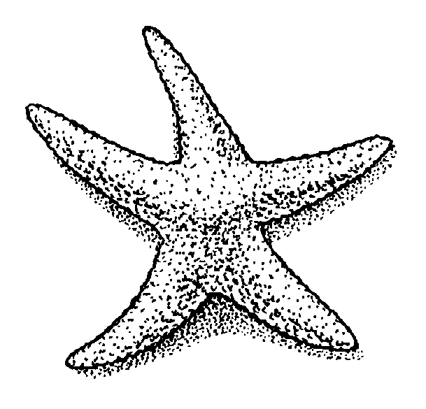 Starfish Black And White
