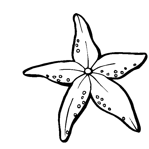 Starfish Black And White Drawing Starfish Gif