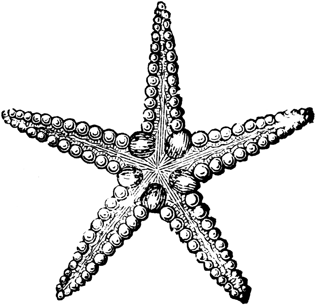 Starfish   Clipart Etc