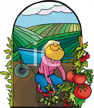 Tomatoes And Fields Of Crops Behind Her   Royalty Free Clip Art Image