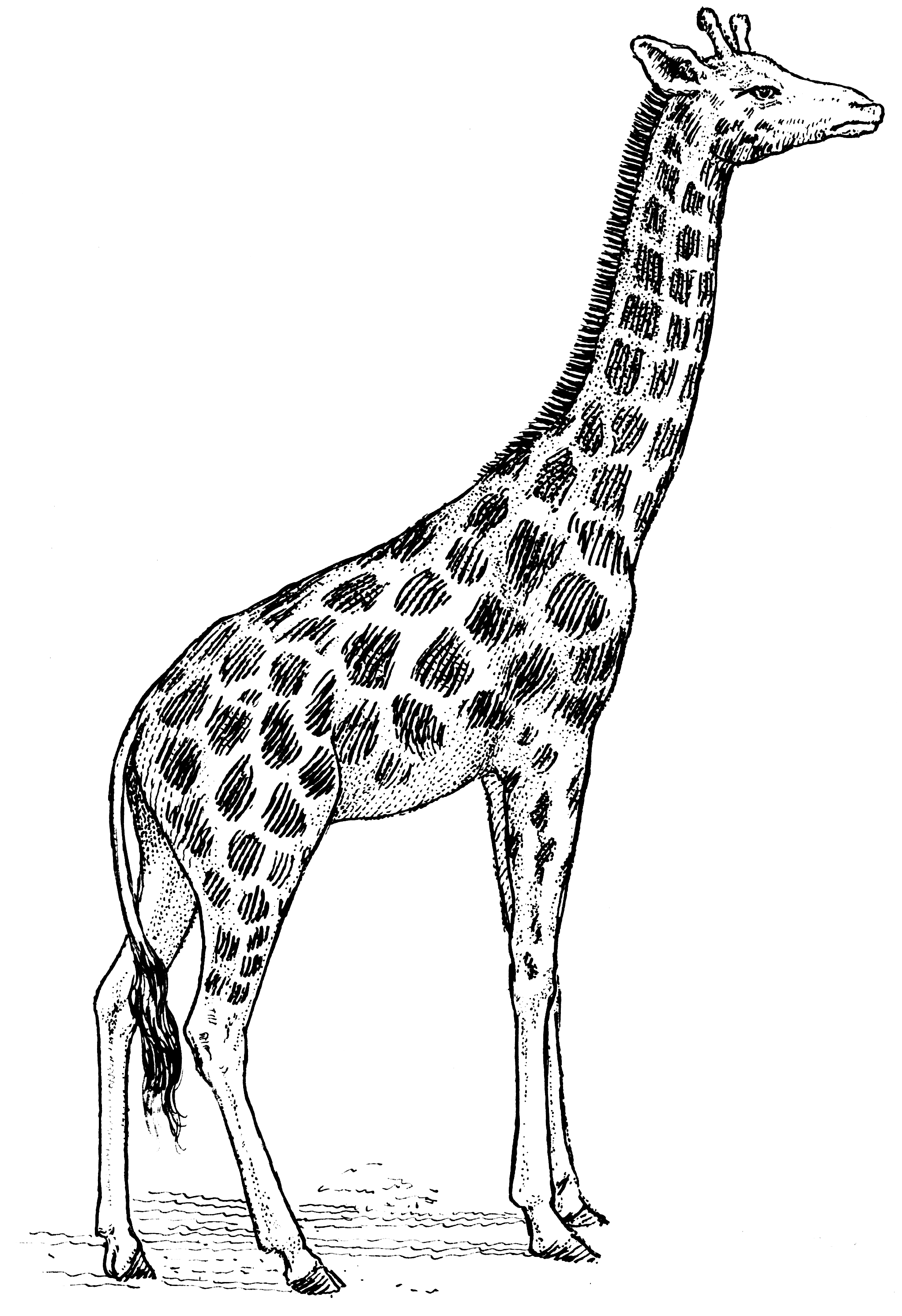Description Giraffe J 707  Psf  Png