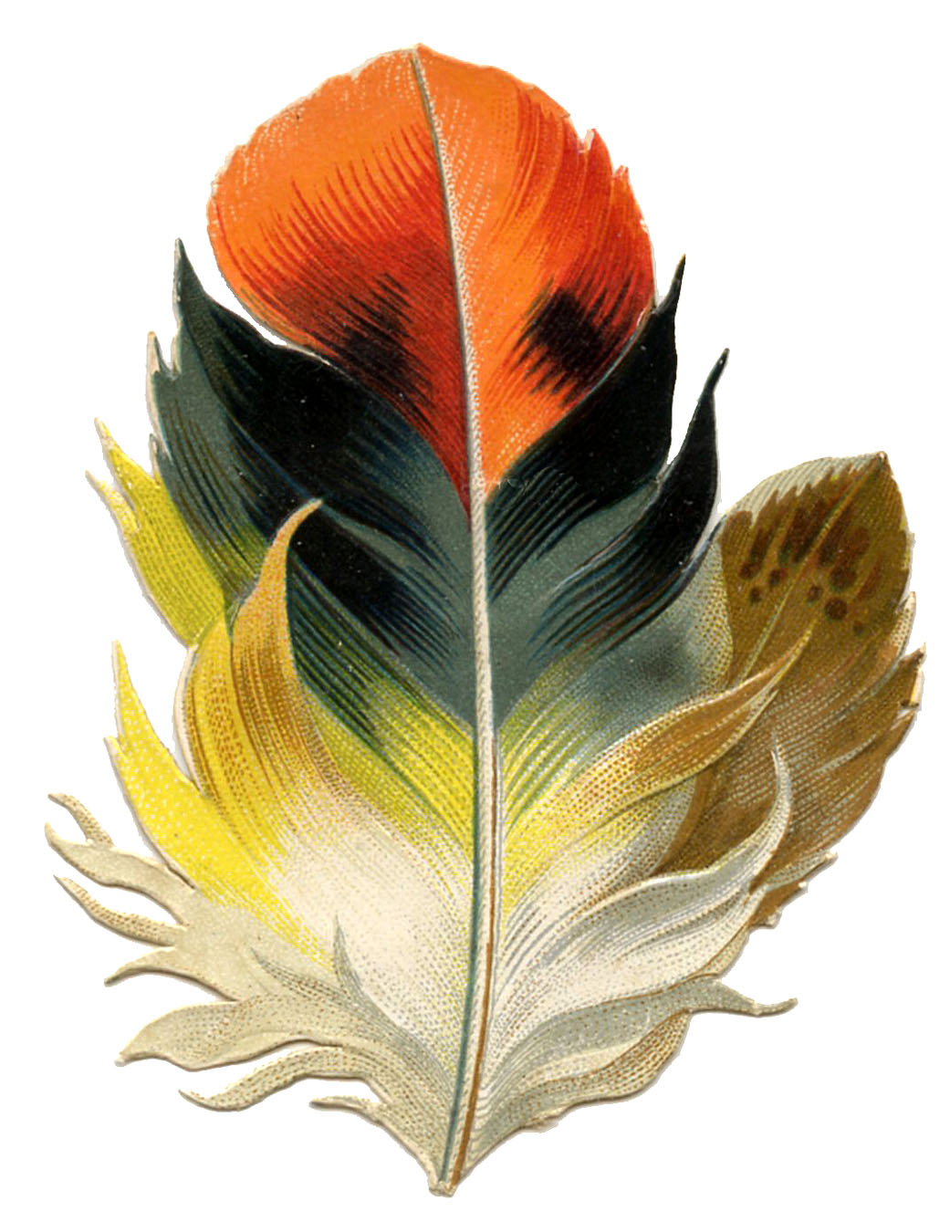 Antique Clip Art   Fabulous Feather   Autumn Tones   The Graphics    
