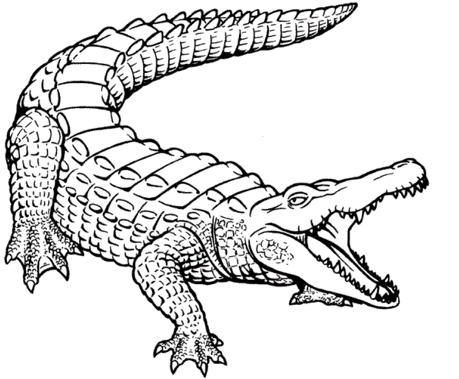 Crocodile Outline Colouring Pages