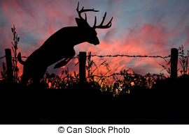 Whitetail Buck Deers Sunset Leap   A Whitetail Deer Buck