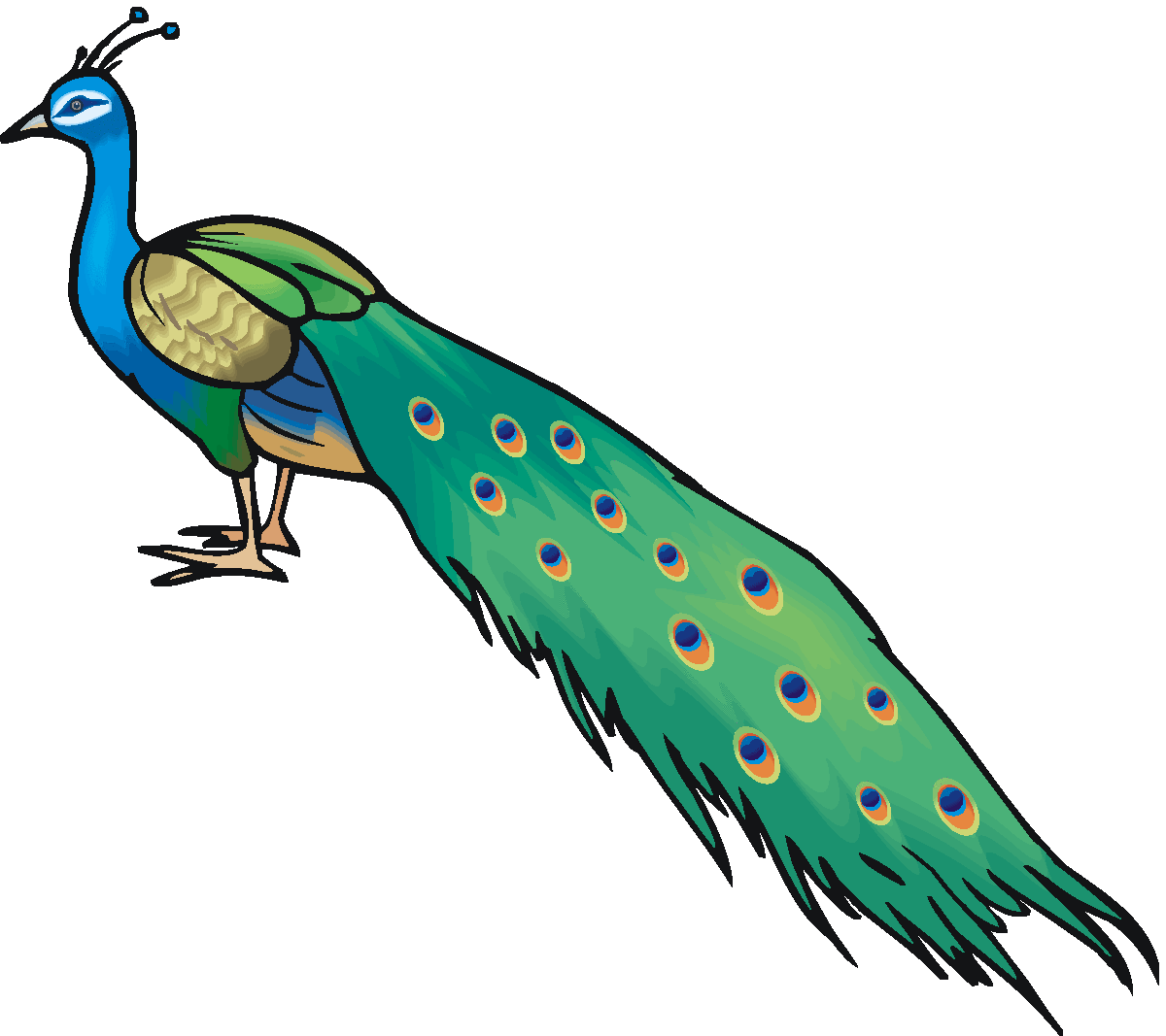 Peacock Feather   Clipart Panda   Free Clipart Images