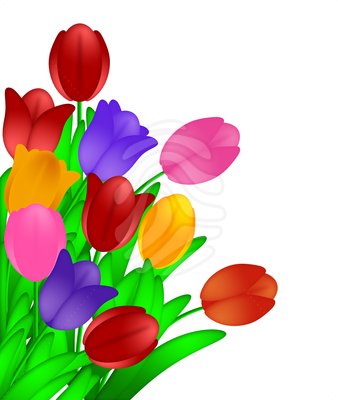 Tulips Flowers Isolated On White Background Tulips Clipart 87570870